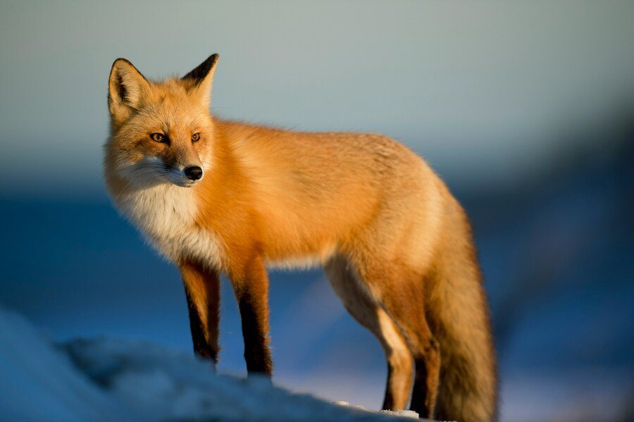 專家認為，狐狸與人類狩獵者關係是一種情感上的陪伴。（Photo by Ray Hennessy on Unsplash under C.C License）