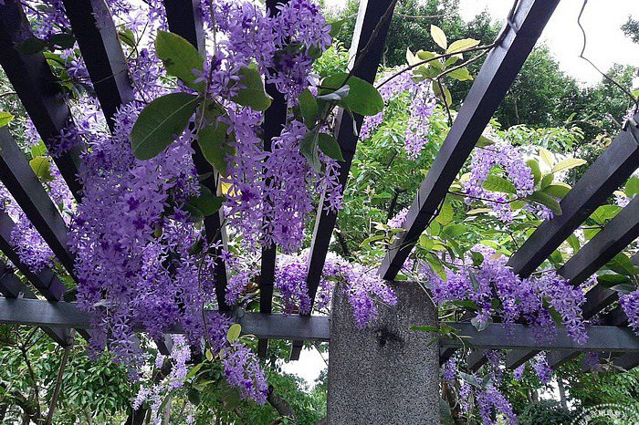 大安森林公園紫瀑花廊 這不是紫藤是錫葉藤