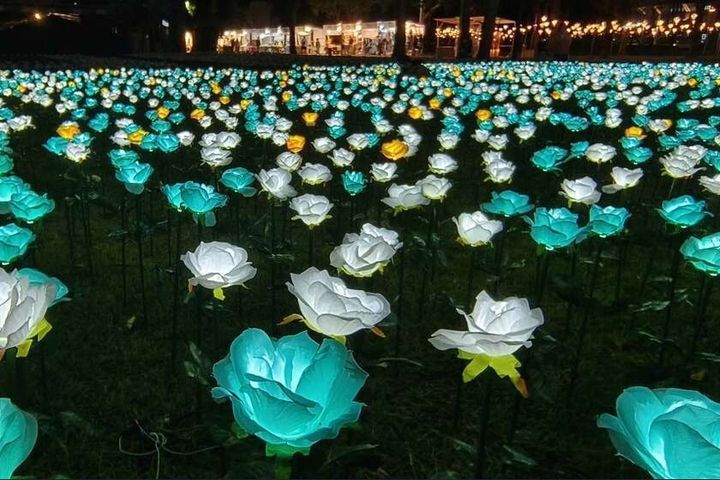全新登場／台東鐵花燈之祭「玫瑰花海」如海浪般晶透湛藍