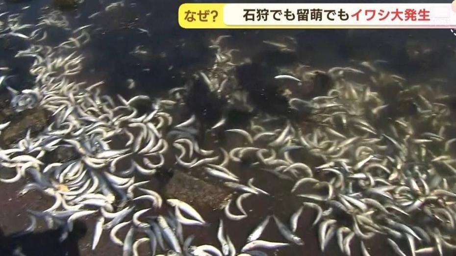 大量沙丁魚屍體被沖上岸。圖／翻攝自日本HTB北海道新聞