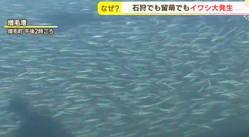 大量沙丁鱼聚集在沿岸。图／翻摄自日本HTB北海道新闻