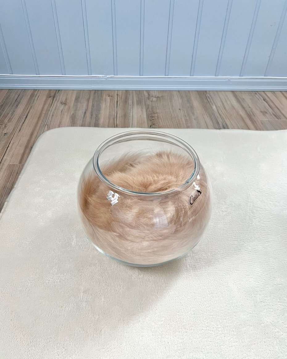 日本一名貓奴養的貓跑進玻璃缸裡，瞬間變成一杯「咖啡牛奶」。圖擷自X@bijyu_07