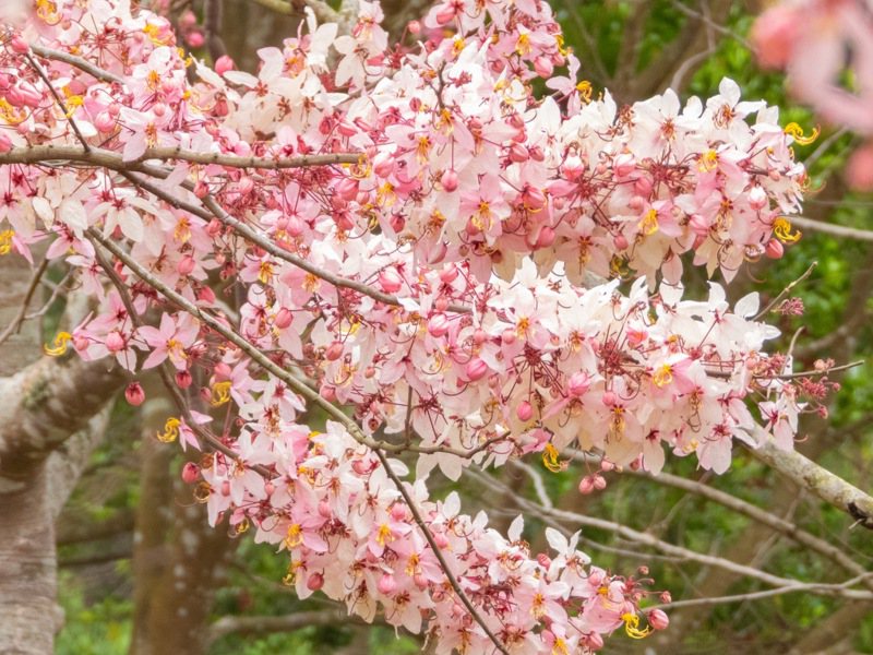 2、3月繽紛的暨大櫻花季方才落幕，同屬粉紅風暴的花旗木接力綻放。圖／國立暨南大學提供