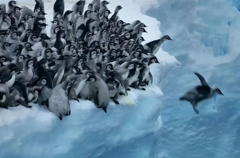 帶頭小企鵝大膽往水裡跳，無助地拍動幾下翅膀後，成功落水並濺起水花。取自YouTube