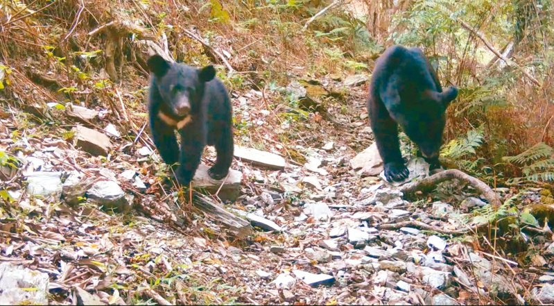 自動相機拍攝到母熊帶著小熊。圖／林保署花蓮分署提供
