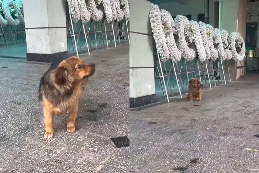 中國大陸一處殯儀館外有隻狗狗已經連續待了好幾天，一問才知道原來是飼主不幸過世，但狗狗似乎想繼續待在這裡等待熟悉的身影。圖擷自微博