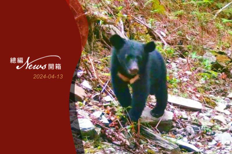 自動相機拍攝到的黑熊。圖／林保署花蓮分署提供