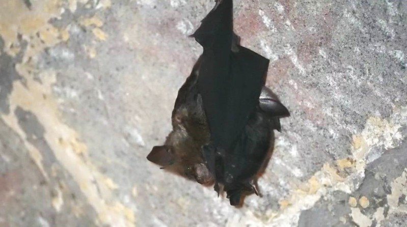 沈锦丰去年8月观察到刘铭传隧道内有正在哺乳的台湾叶鼻蝠，母子紧抱一起吊挂著。图／沈锦丰提供