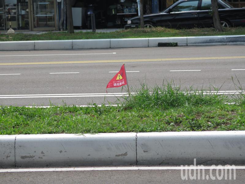 新竹市靠近市區人車頻繁的東大路綠帶分隔島，最近也可見插上一支支紅火蟻防治警示的「小紅旗」，目前正在防治中，預計4月底完成。記者張裕珍／攝影