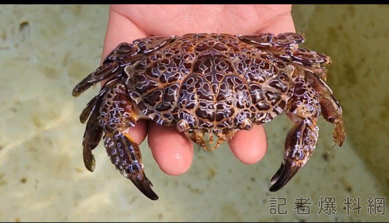 澎湖县湖西乡龙门住宅巷道昨晚出现有超级毒螃蟹之称的铜铸熟若蟹。图／取自记者爆料网