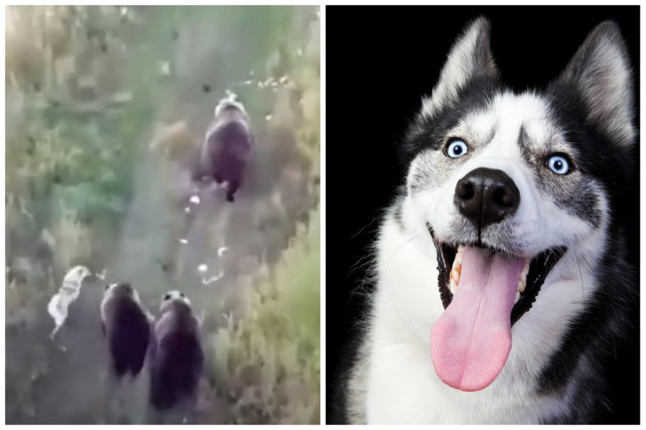 失蹤的哈士奇和棕熊家族混在一起。左圖取自YouTube、右圖ingimage示意圖