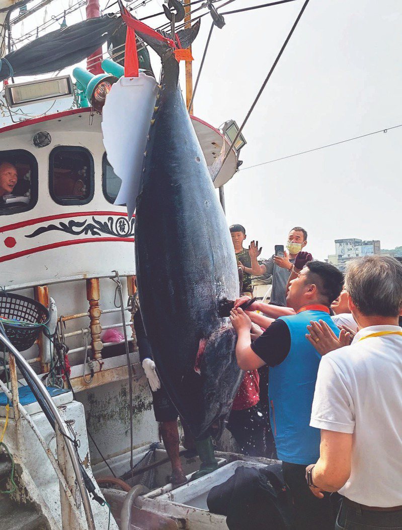 去年，苏澳籍渔船再发68号捕获黑鲔鱼，重达320公斤，成为南方澳第一鲔，以224万元拍卖出去。记者陈敬丰／摄影