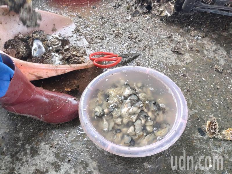 台南市牡蠣進入盛產期，此時牡蠣肥滋滋，是大啖好時機。記者鄭惠仁／攝影