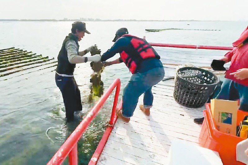 台南市南區、安平區近期大量牡蠣爆殼死亡，水試所採樣檢驗，發現遭類馬爾太蟲侵襲所致。圖／南市區漁會提供