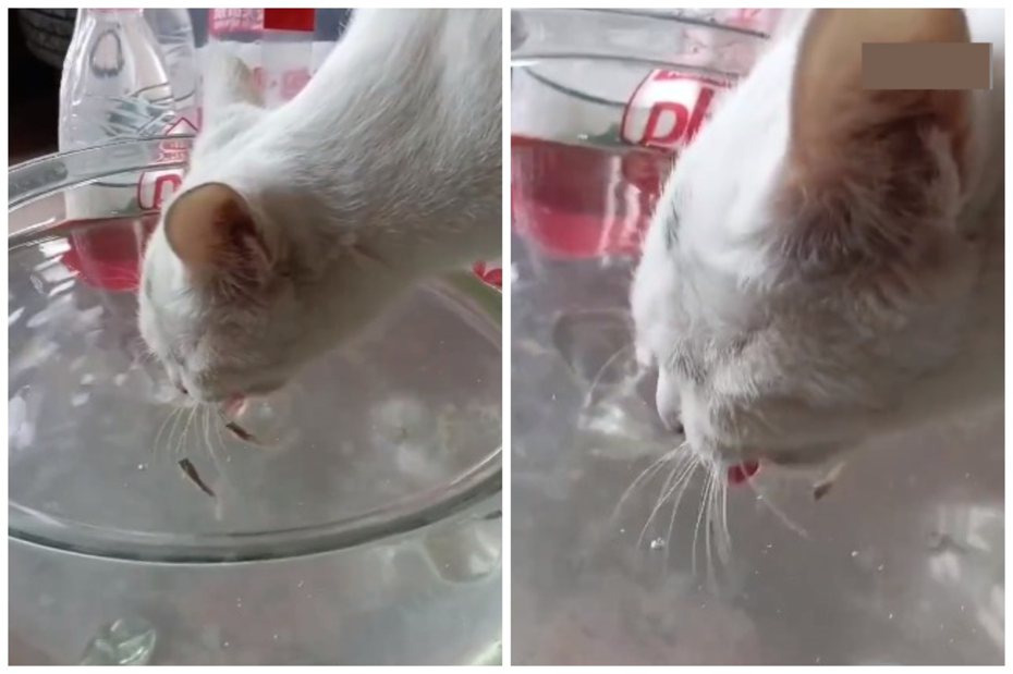 白貓把頭伸進魚缸喝水，缸裡的小魚卻一隻隻消失在貓咪的嘴邊。圖擷自微博