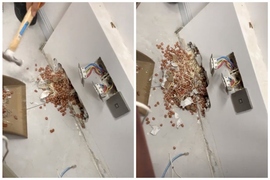 辦公室傳出臭味還有蒼蠅在飛，員工鑿開牆才發現老鼠把裡面當過冬糧倉。圖擷自抖音