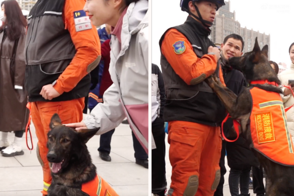 民眾看到搜救犬興奮地上前撫摸拍照，而狗狗的反應讓網友直呼實在是太萌了。圖/翻攝自微博
