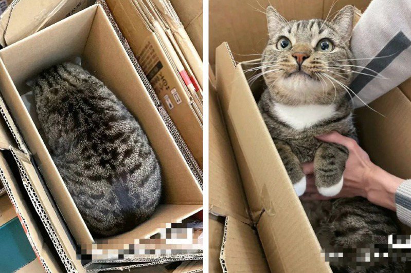 一名飼主日前在家怎樣都找不到貓咪，翻遍各處都沒看到，最後她到門口堆積資源回收紙箱的地方翻找，這才看到一坨肥肉出現，貓咪被抓起來還一臉傻眼。圖取自微博