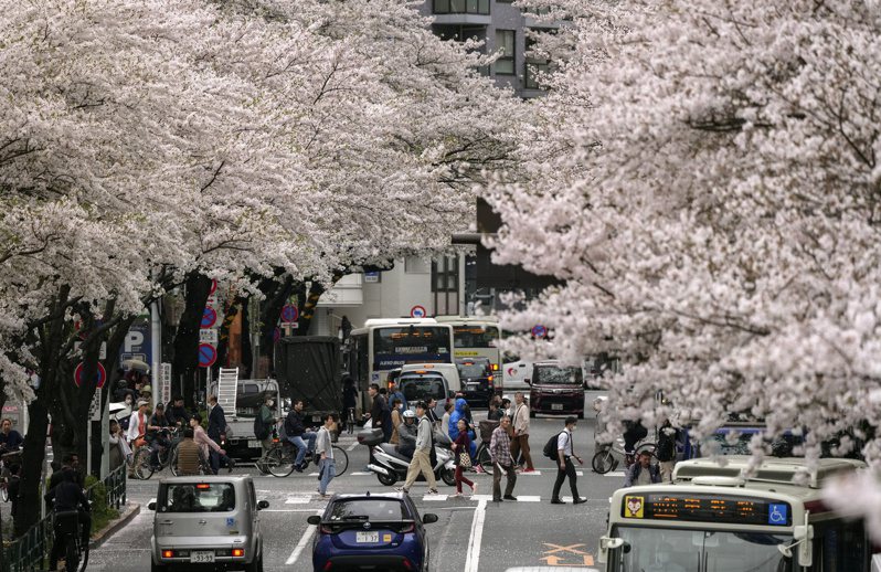 有日本網友在X平台（前身為推特）控訴外國遊客的脫序行徑，直呼「我不喜歡日圓疲軟的一點，就是它會增加愚蠢吵鬧的底層觀光客數量」。圖為人們在東京盛開的櫻花下漫步。歐新社