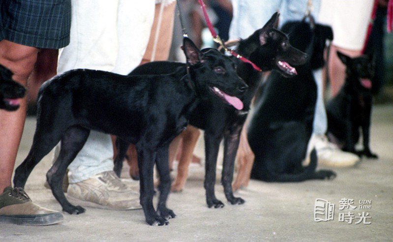 由中華民國稀有動物保育協會舉辦的「1992年台灣區國寶級台灣犬競賽大會」，在永和市中正橋下舉行，共有來自全國各地兩百多隻的台灣犬參加比賽，競逐最佳「台灣犬」名次。圖／聯合報系資料照(1992/08/23 曾學仁攝影)