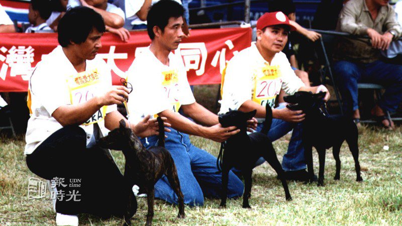 全省台灣犬比賽情形。圖／聯合報系資料照(1996/10/20 林貞平攝影)