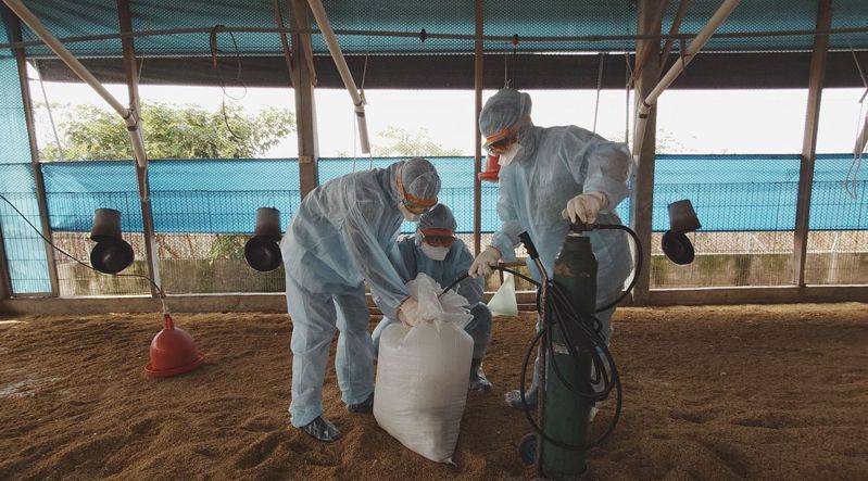 台南市學甲區某養雞場傳出禽流感，動保處今前往緊急撲殺逾1.6萬及銷毀場內雞蛋，後續並完成消毒。 圖／台南市動保處提供
