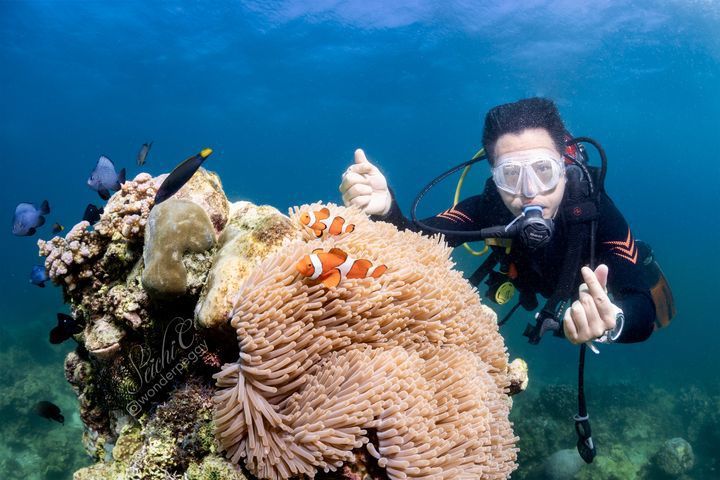 ▲外型討喜的公子小丑魚佇足獨立礁石，成為潛進長灘島潛客爭拍的到訪紀念。　圖：Instagram@wonderpeggy／來源