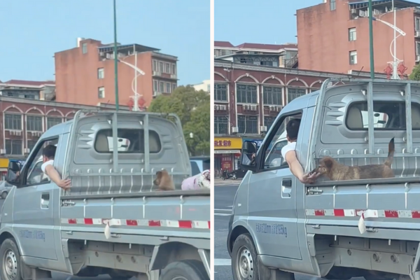 馬路上人狗互動的溫馨畫面被後方車輛拍了下來。圖/翻攝自微博