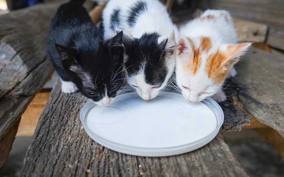 很多飼主對貓咪的食物十分講究，但卻忽略了食器的重要性，貓咪就跟人類一樣，如果拿到一雙不順手的筷子，也會影響吃飯的心情。 ingimage示意圖