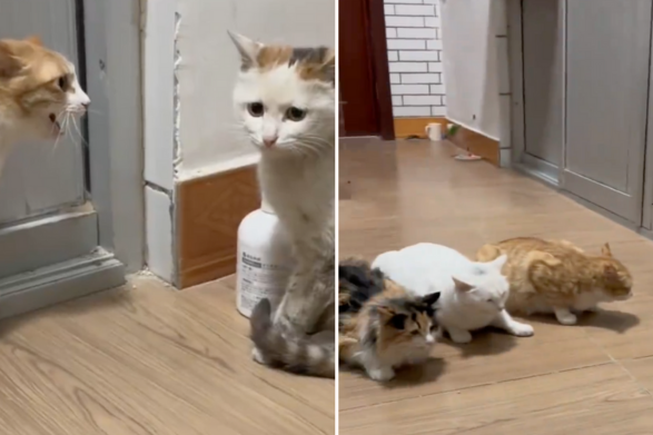 網友看到一開始被欺負的流浪貓後來直接馴服三隻家貓，都表示牠是深藏不露。圖／翻攝自微博