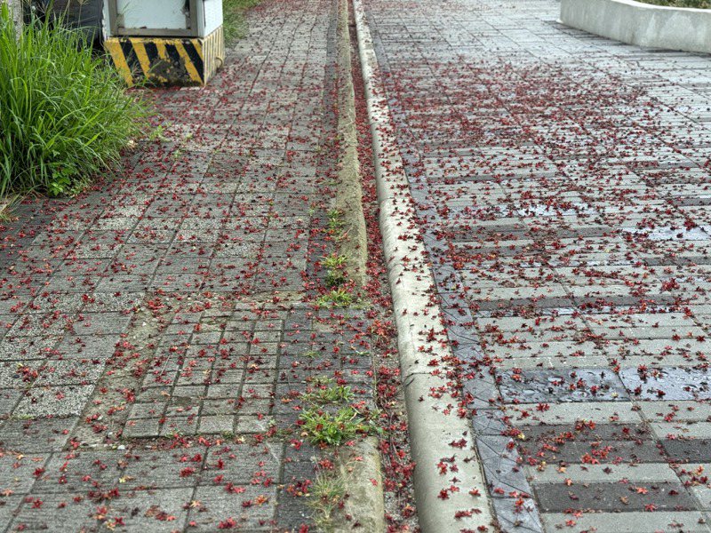 东平里长林颢峰指出，苹婆树每年到了4、5月花开季节，都会有居民抗议其腐臭味和落果影响环境和安全。记者黄羿馨／摄影