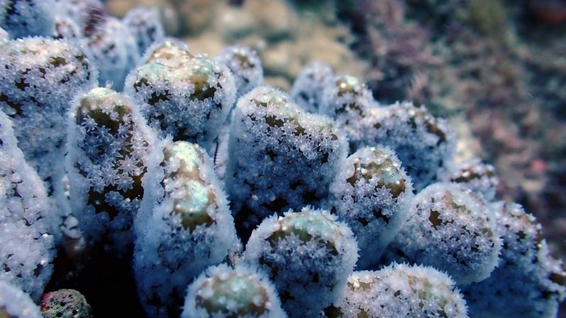 复育区蓝珊瑚释放受精卵。图／屏东县政府提供