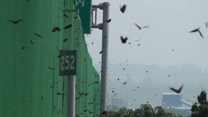 台湾紫斑蝶每年清明前北返迁徙，途经国道3号云林林内触口段，高公局为此封路让蝶，成为国际生态佳话。图／台湾紫斑蝶生态保育协会提供