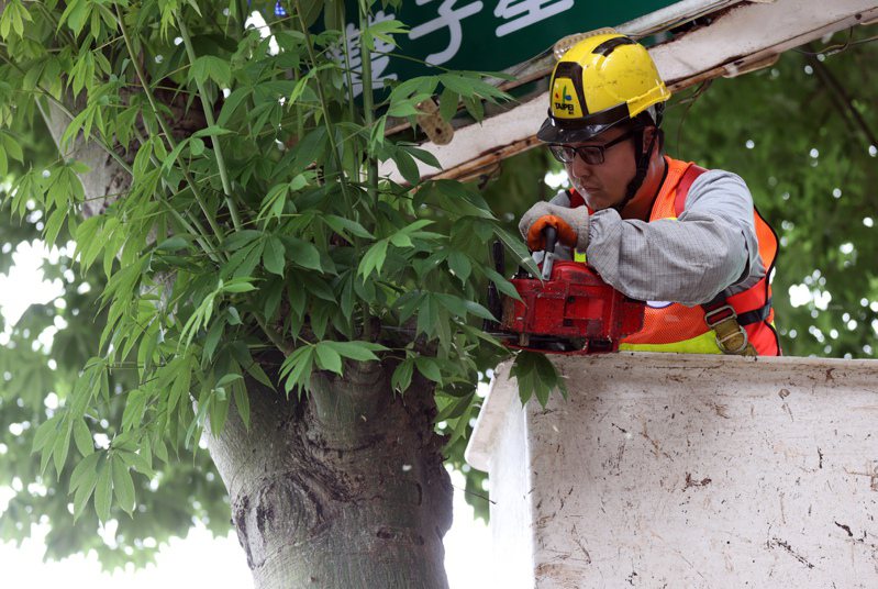 台北市發生多起路樹倒塌、壓傷人車意外，北市公園處今年5月起在中山北路一段試辦光達監測，為期200天，盼能減少樹倒意外。圖／聯合報系資料照
