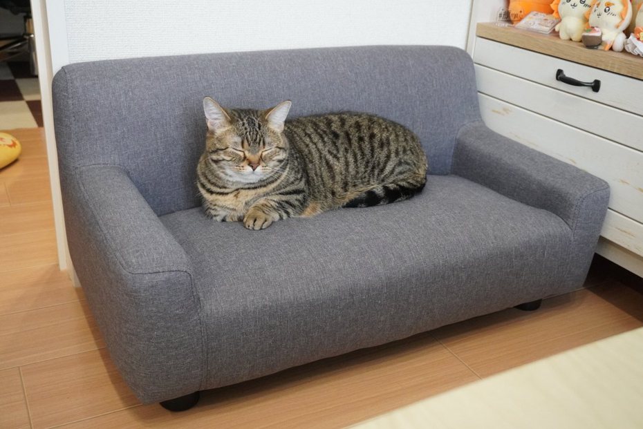 日本一隻看起來超級巨大的虎斑貓在網路上爆紅，誇張的身形顯得沙發相當迷你，關鍵其實是在沙發的大小。圖擷自X@monamofumofu