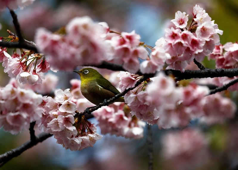 圖為東京上野公園的櫻花。（路透）