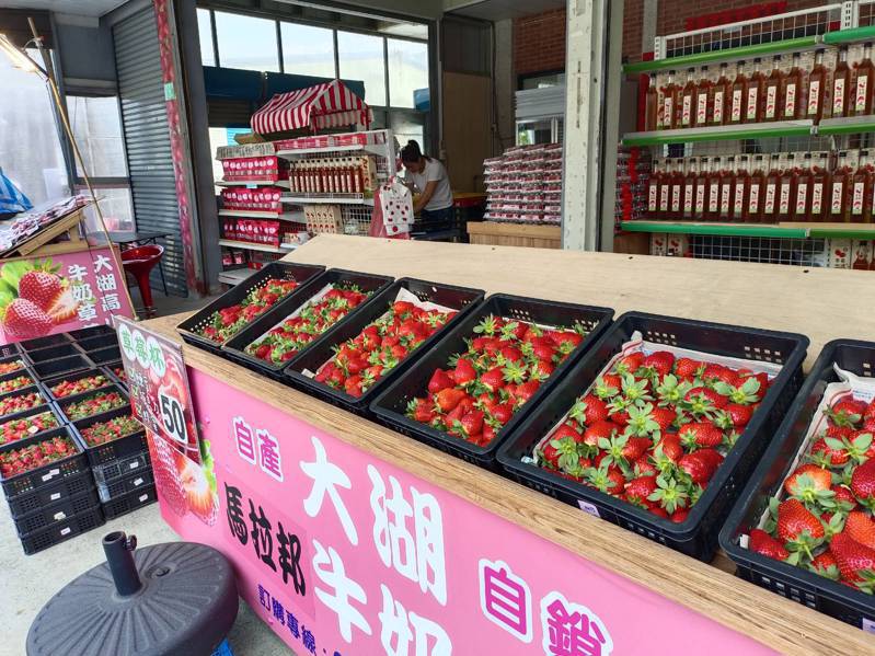 大湖乡以草莓闻名全台，有「草莓王国」之称，每年吸引大批游客到访，为当地带来商机。记者吴杰沐／摄影