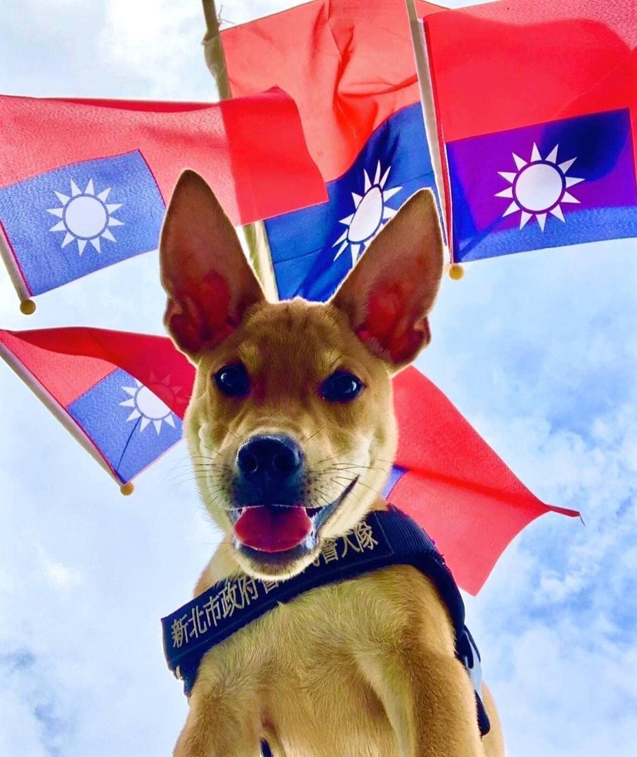 新北市警犬隊首度運用台灣高砂犬Jaguar擔任警犬，發現牠不畏縮、不怕生、不怕聲響，表現穩定。 圖／擷自新北市政府警察局警犬隊臉書