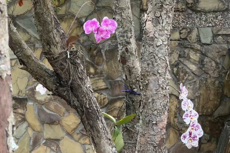 大武山生態教育館將過年期間應景的一般蘭花活化再應用，給予栽植重新復生，讓保育館環境美化。記者尤聰光／攝影