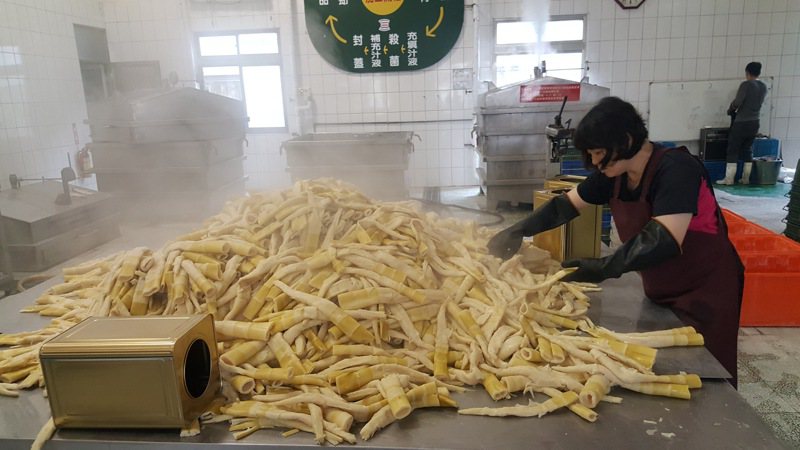 今年桂竹笋产季已至，狮潭乡农会4月8日开始收购，杀青后加工成桶笋、真空包竹笋。联合报资料照片