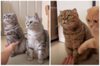 飼主在家開6貓貓集體握手大會 唯獨褐虎斑「腦袋當機」懵成表情包：還有我的事？
