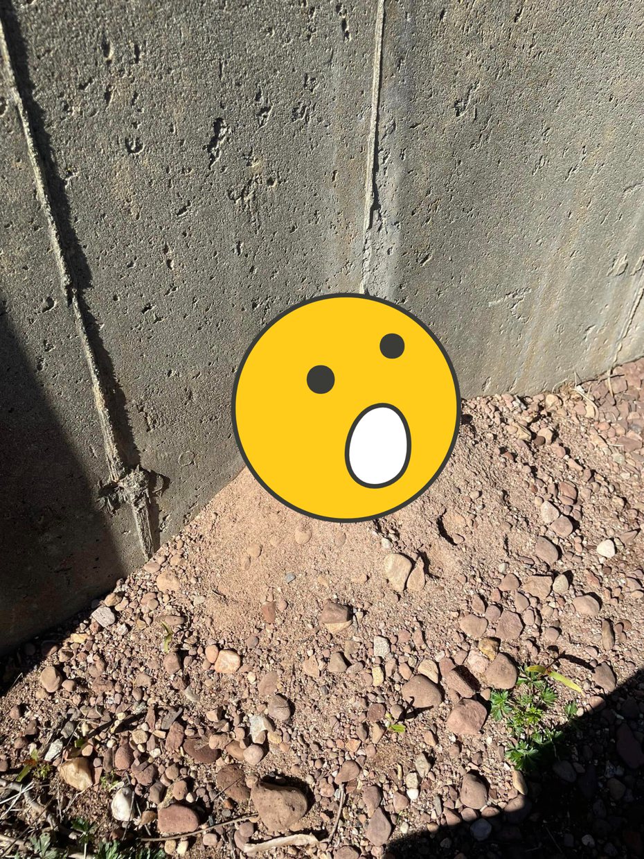 國外網友在停車場的擋土牆排水孔，發現一窩蟾蜍探出頭在土堆上休息。圖擷自臉書/Frogspotting