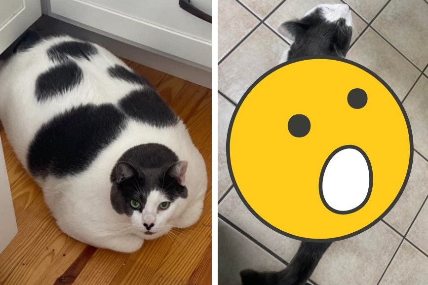 一隻重達18公斤的胖貓因為太重被飼主遺棄，新飼主接手後決定為牠安排為期一年的減重計畫，在經過治療後，當初的大肥貓如今已經瘦成一隻漂亮的模特貓，幾乎甩掉了一半的體重。圖取自臉書