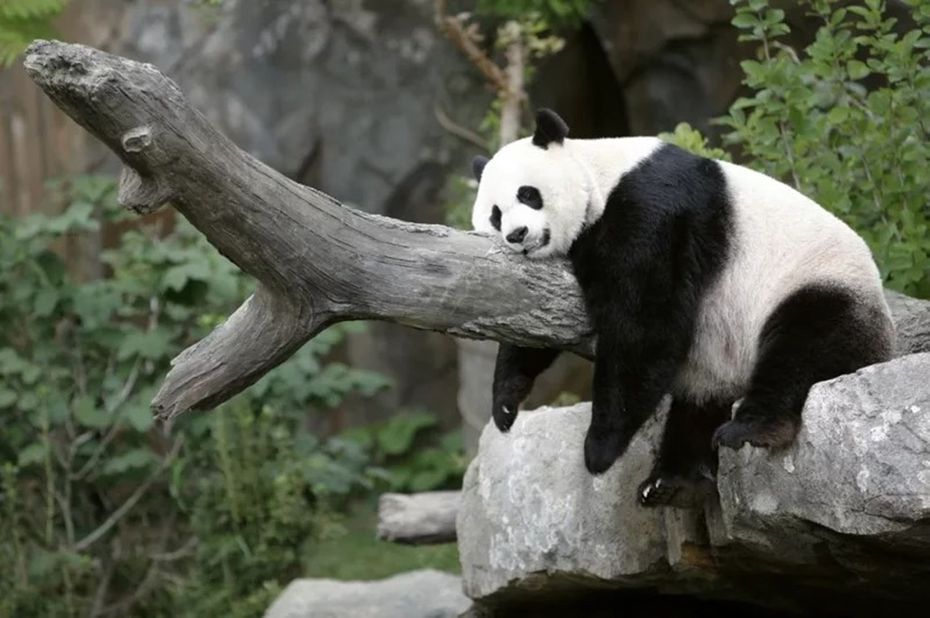 中國野生動物保育協會與美國舊金山動物園19日在北京簽署了「大熊貓國際保護合作意向書」，雙方同意確保在2025年實現一對大熊貓抵達舊金山。圖為原本在華盛頓動物園的「美香」。（路透）
