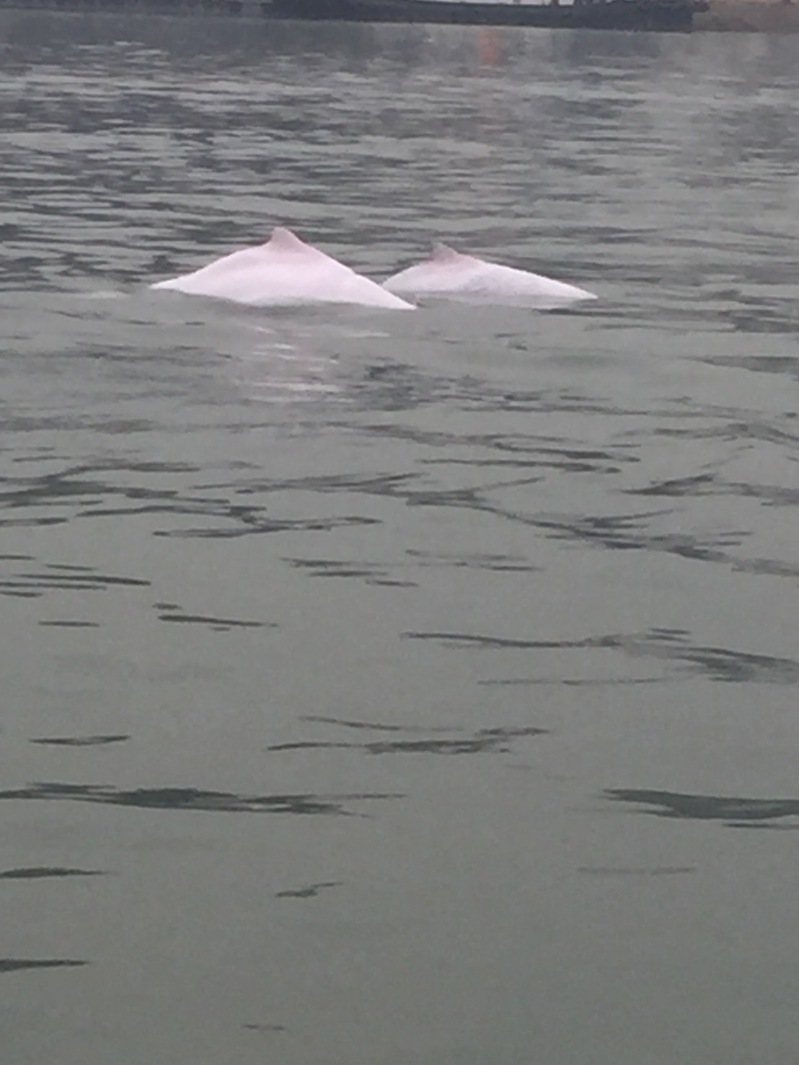 资深钓客卢文雄在本月12日上午出海钓鱼，在金门大桥附近海域发现濒绝保育类海洋生物「中华白海豚」，且数量不止一只，还在彼此追逐玩耍。图／卢文雄提供