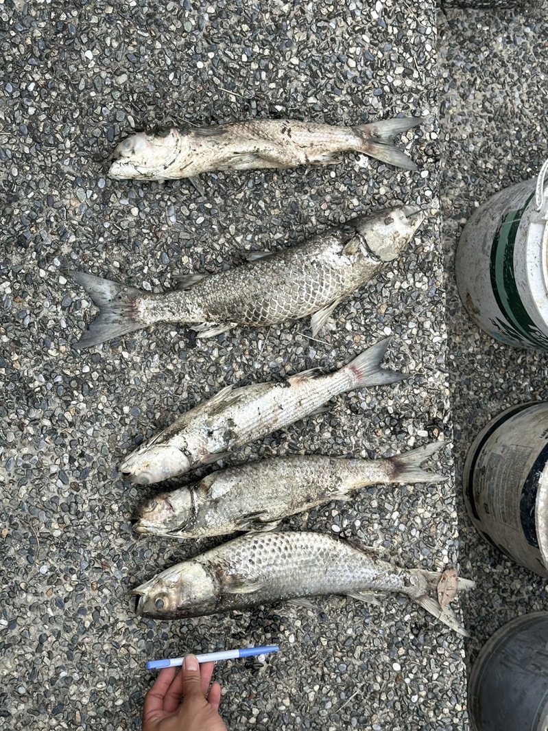 打捞出的鱼只多为体长超过30公分的乌鱼。图／新北市环保局提供