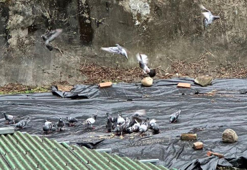 台北市內湖區因一名80歲老先生，3年多來長期餵野鴿，鄰居因「鴿害」不堪其擾。圖／議員何孟樺提供