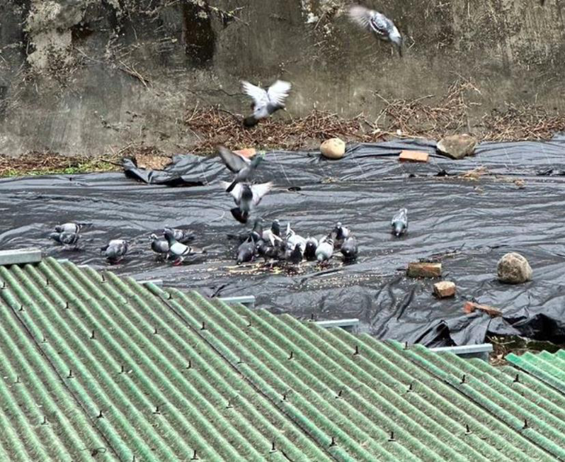 台北市内湖区因一名80岁老先生，3年多来长期喂野鸽，邻居因「鸽害」不堪其扰。图／议员何孟桦提供