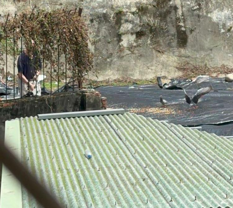 台北市内湖区因一名80岁老先生，3年多来长期喂野鸽，邻居因「鸽害」不堪其扰。图／议员何孟桦提供