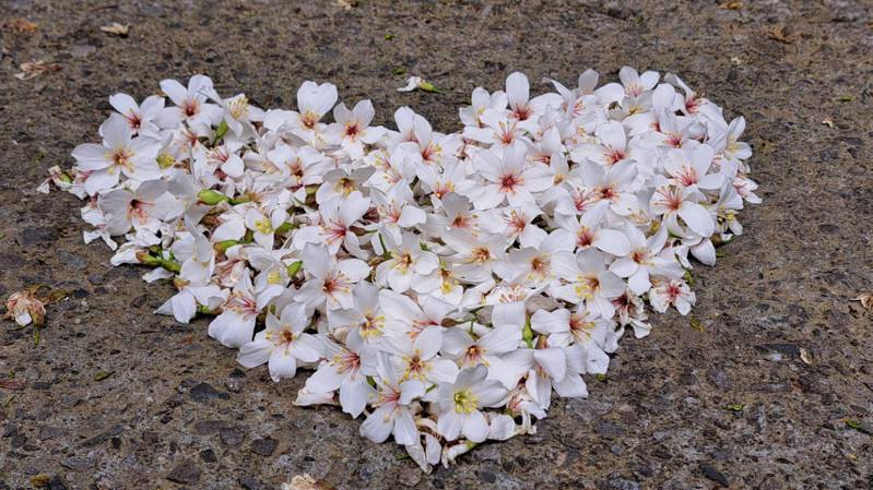 台中东势林场「五月雪」油桐花已开始飘落，可铺排成爱心形状，更显浪漫。图／东势林场提供